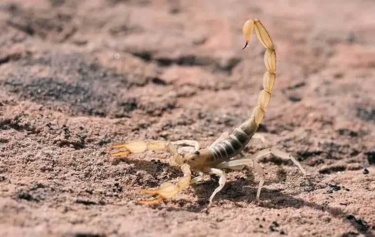 scorpion in striking position on sand