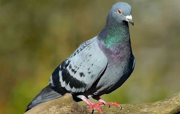 zoom in of a pigeon on a branch