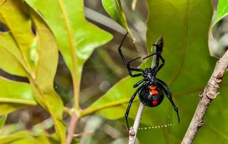 close up of a black widow making their web
