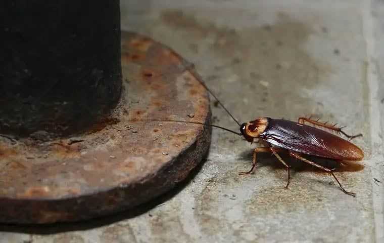 cockroach on concrete floor