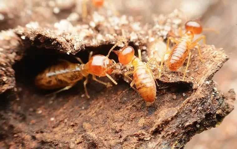 close up of termites eating wood