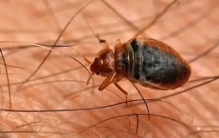 close up of a bed bug