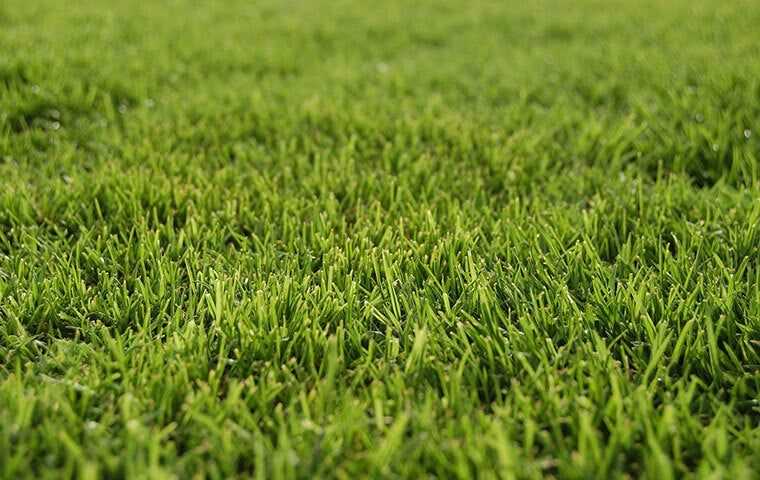 green bermuda grass