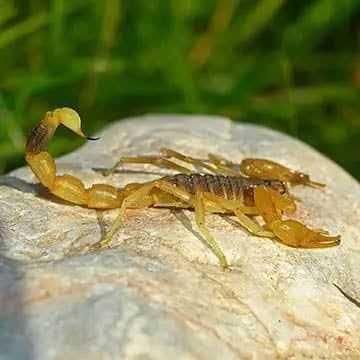 Close up of a scorpion on a rock