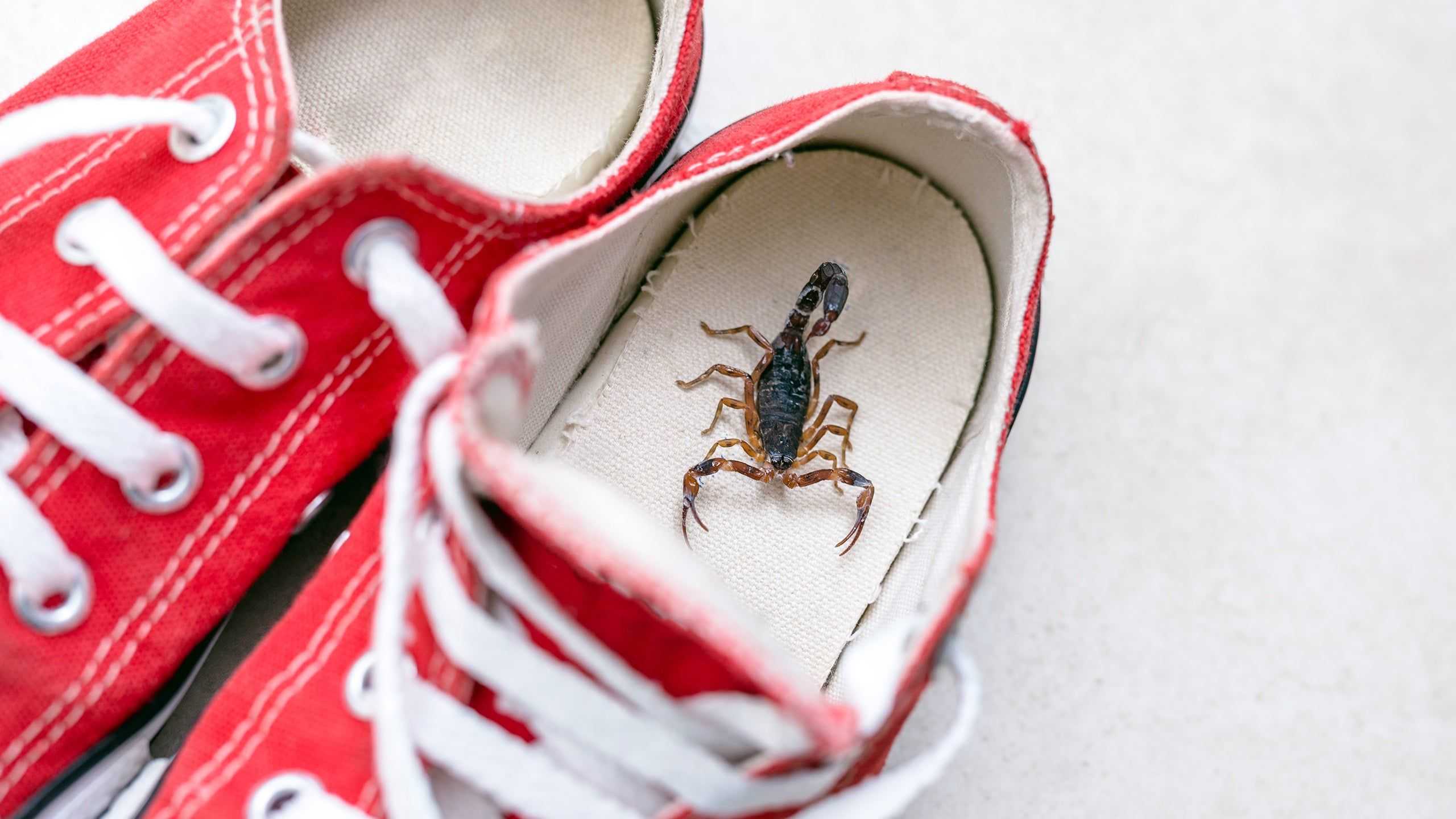 Scorpion in a shoe